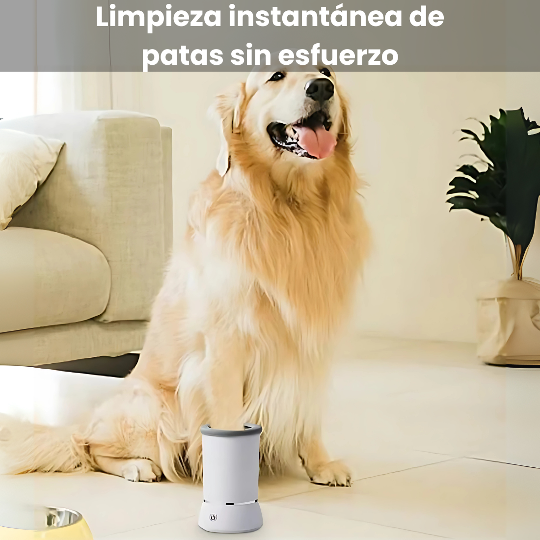 Spa Patitas - Mantén a tu mascota impecable